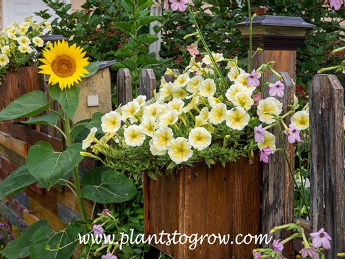 Headliner Yellow Petunia
This plant was in a planter box along a fence. We feed birds, so volunteer sunflowers are common around this garden. The lavender flowers on the right are volunteer plants from last year's Nicotiana Cranberry Isle mix.